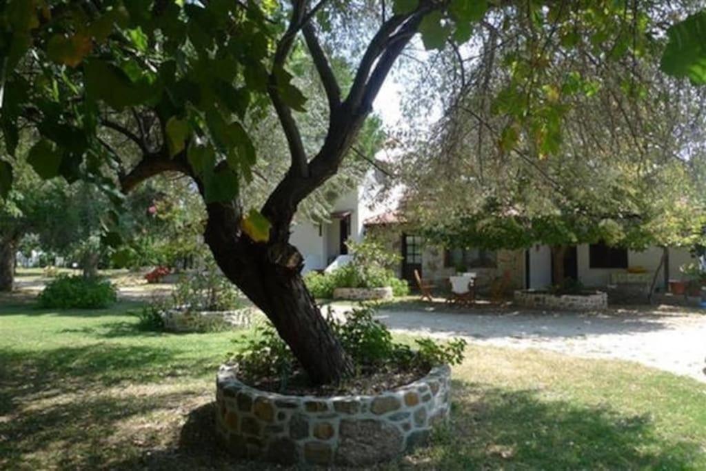 Traditionelles Appartement Athos Shadow Am Meer Paralia Sikias 외부 사진